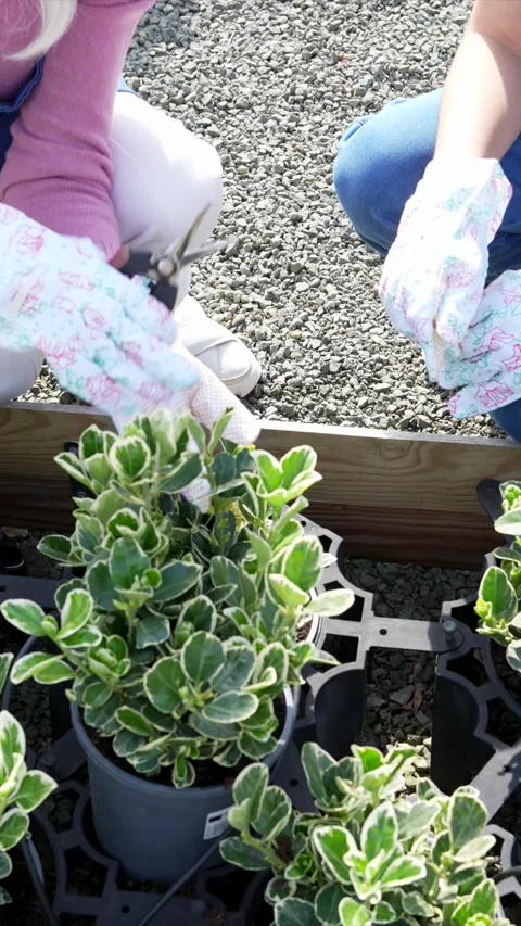 Gardeners pruning variegated euonymus shrub at nursery Stock Footage 338324257
