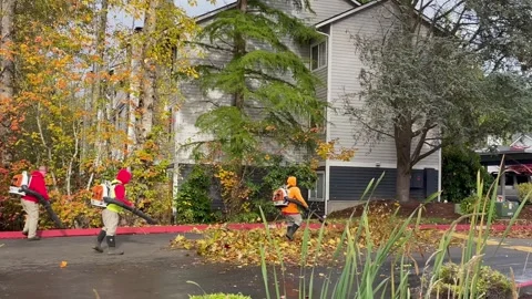Gardeners remove fallen leaves from the yard with blowers. Everette, WA, USA - 5 Stock Footage 271290393
