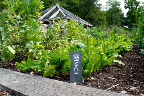 A gardeners spinach patch Stock Photos