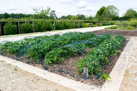 A gardeners strawberry patch. 库存照片
