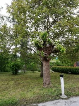 Gardeners  strong cutted  TREE Stock Photos