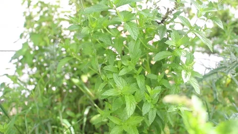 GardenFootage01 Stock Footage 246388264