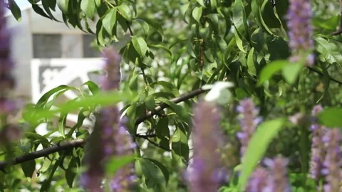 GardenFootage02 Stock Footage 246388256