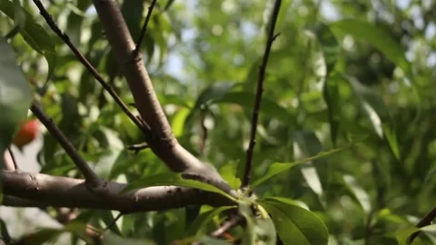 GardenFootage03 Stock Footage 246388252