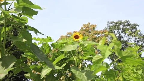 GardenFootage06 Stock Footage 246388314