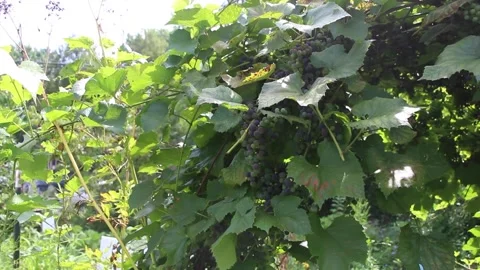 GardenFootage07 Stock Footage 246388345