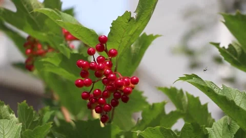 GardenFootage10 Stock Footage 246388344