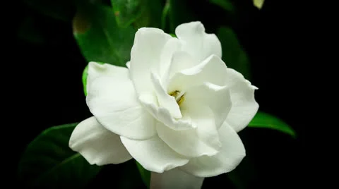 Gardenia blooming Stock Footage 23635895
