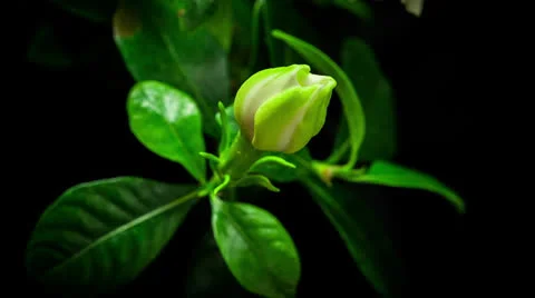 Gardenia blooming Stock Footage 23636904
