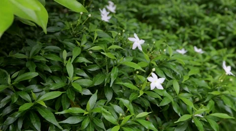 Gardenia Bush Blown by Wind Stock Footage 51458774