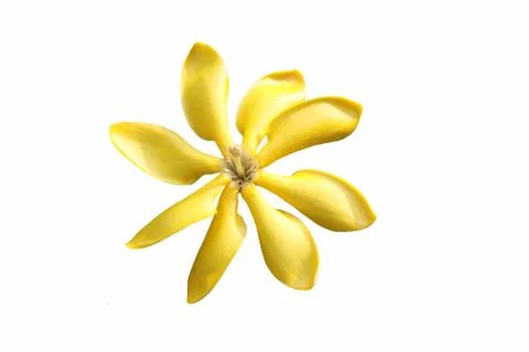 Gardenia flower isolate Stock Photos