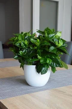Gardenia in flowerpot on the table Stock Photos