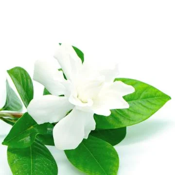 Gardenia Stock Photos