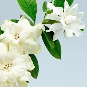 Gardenia Stock Photos