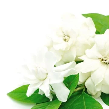 Gardenia Stock Photos