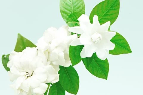 Gardenia Stock Photos