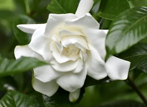 Gardenia 写真素材
