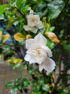 Gardenia Stock Photos