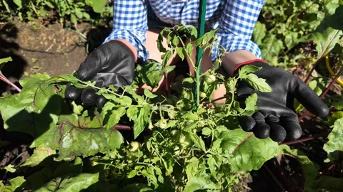 Gardening in Action Stock Footage 312945126