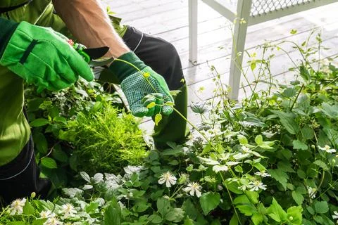 Gardening activity in a backyard during daylight in the spring season Stock Photos