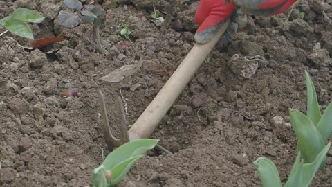 Gardening activity in a backyard during spring afternoon Stock Footage 312486056