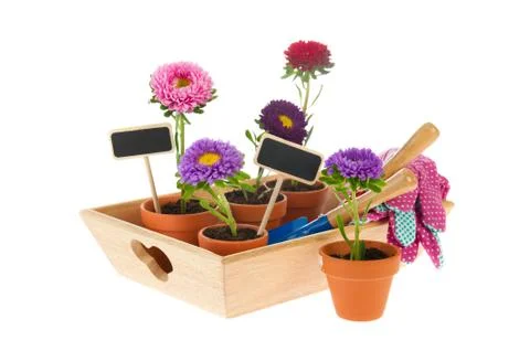 Gardening with asters Foto stock