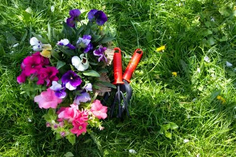 Gardening background .Gardening tools  and spring flowers Stock Photos