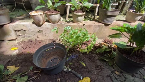 Gardening at backyard Stock Footage 323798262