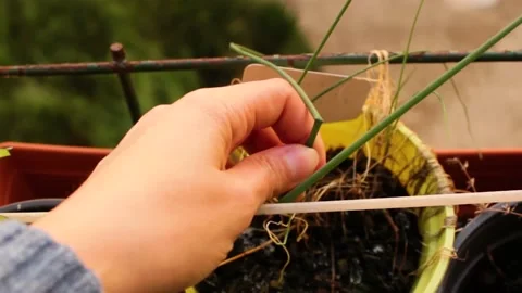 Gardening on the balcony Stock Footage 142716561