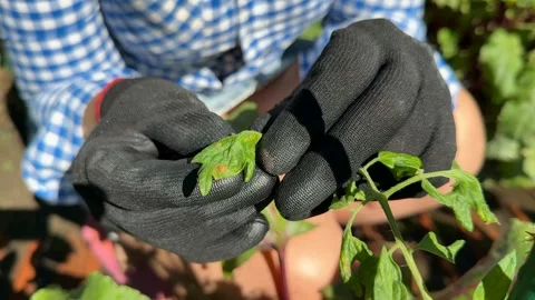 Gardening with Care Stock Footage 313866613