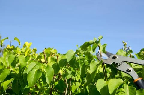 Gardening with clipper Stock Photos