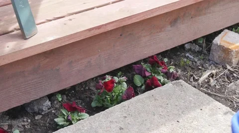 Gardening Close up in 4K Vidéo 49145402