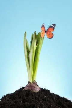 Gardening concept Stock Photos