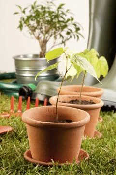 Gardening concept Stock Photos