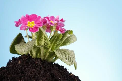 Gardening concept Foto stock