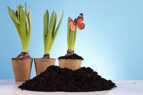 Gardening concept Stock Photos