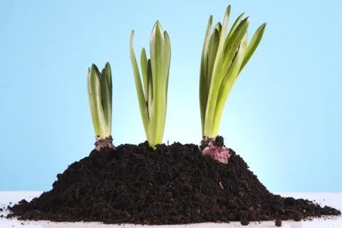 Gardening concept Stock Photos