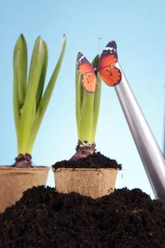 Gardening concept Stock Photos