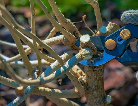 Gardening in early spring. Pruning tree branches with scissors. Trimming hi.. Foto stock