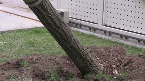 Gardening - Eradicating a tree with the crane Video stock 48407907