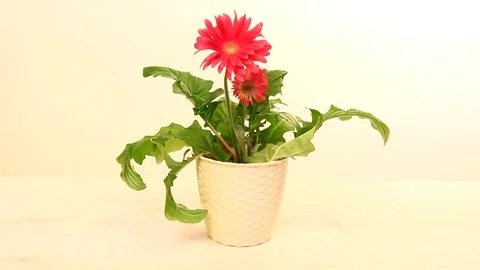 Gardening a flower pot Stock Footage 72865417