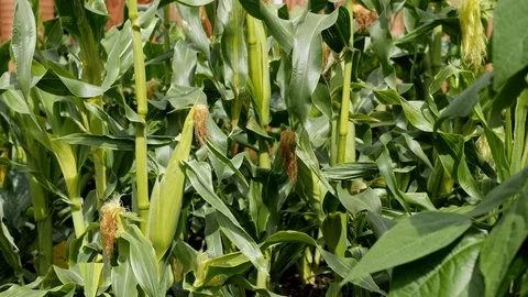 Gardening food - sweet corn plants Stock Footage