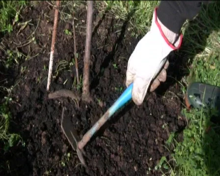 Gardening Stock Footage 601949