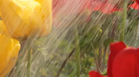 Gardening Stock Footage 12725055