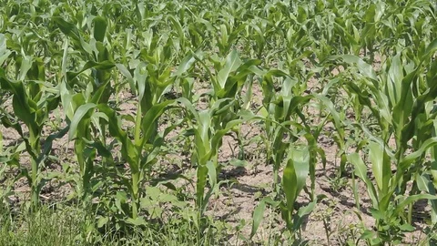 Gardening Stock Footage 75040310