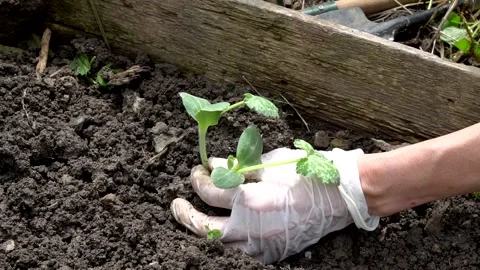 Gardening 库存影片 149831291