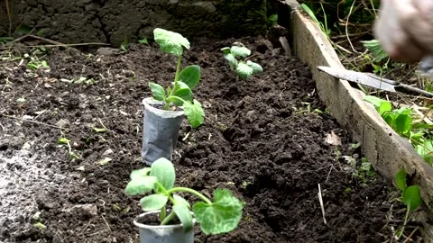 Gardening 库存影片 149834614