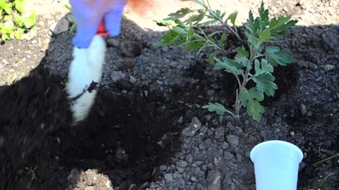 Gardening Stock Footage 155140855