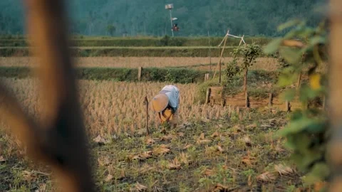 Gardening Stock Footage 159319063