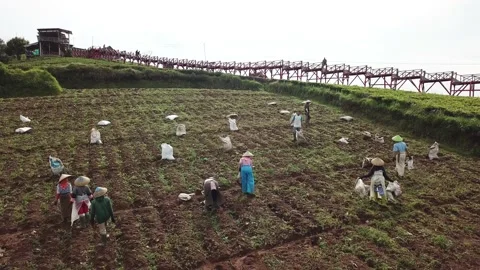 Gardening 動画素材 236491885